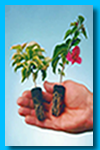 Bougainvillea